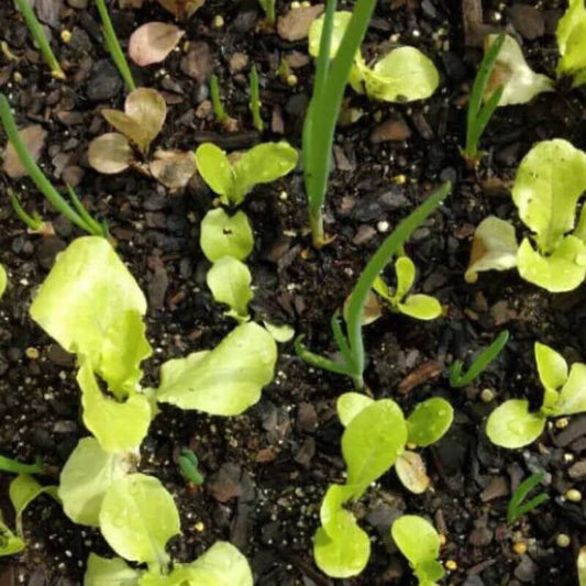Young Red Catawissa walking onion shoots growing with lettuce in a container