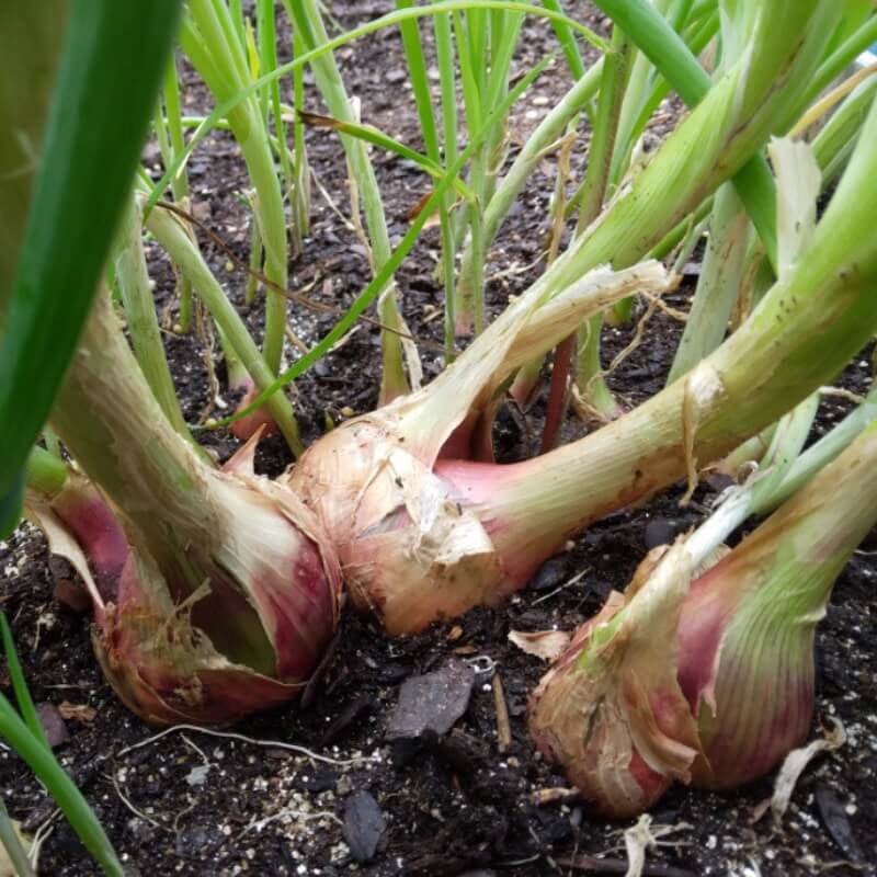 Cluster of Red Catawissa walking onion bulbs on top of the soil, ready to be divided for replanting