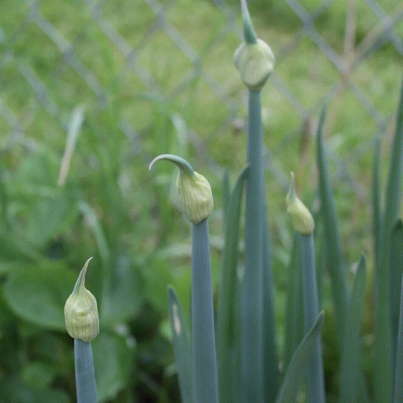 Red Catawissa walking onion entering bulbil formation stage with white tips