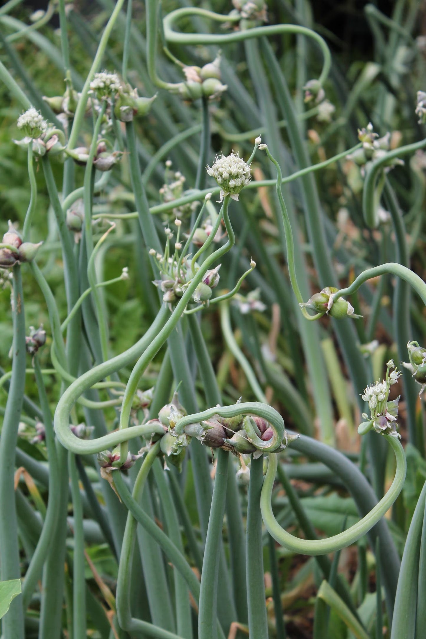 Red Catawissa walking onion bulbils nearing harvest on top of stalk