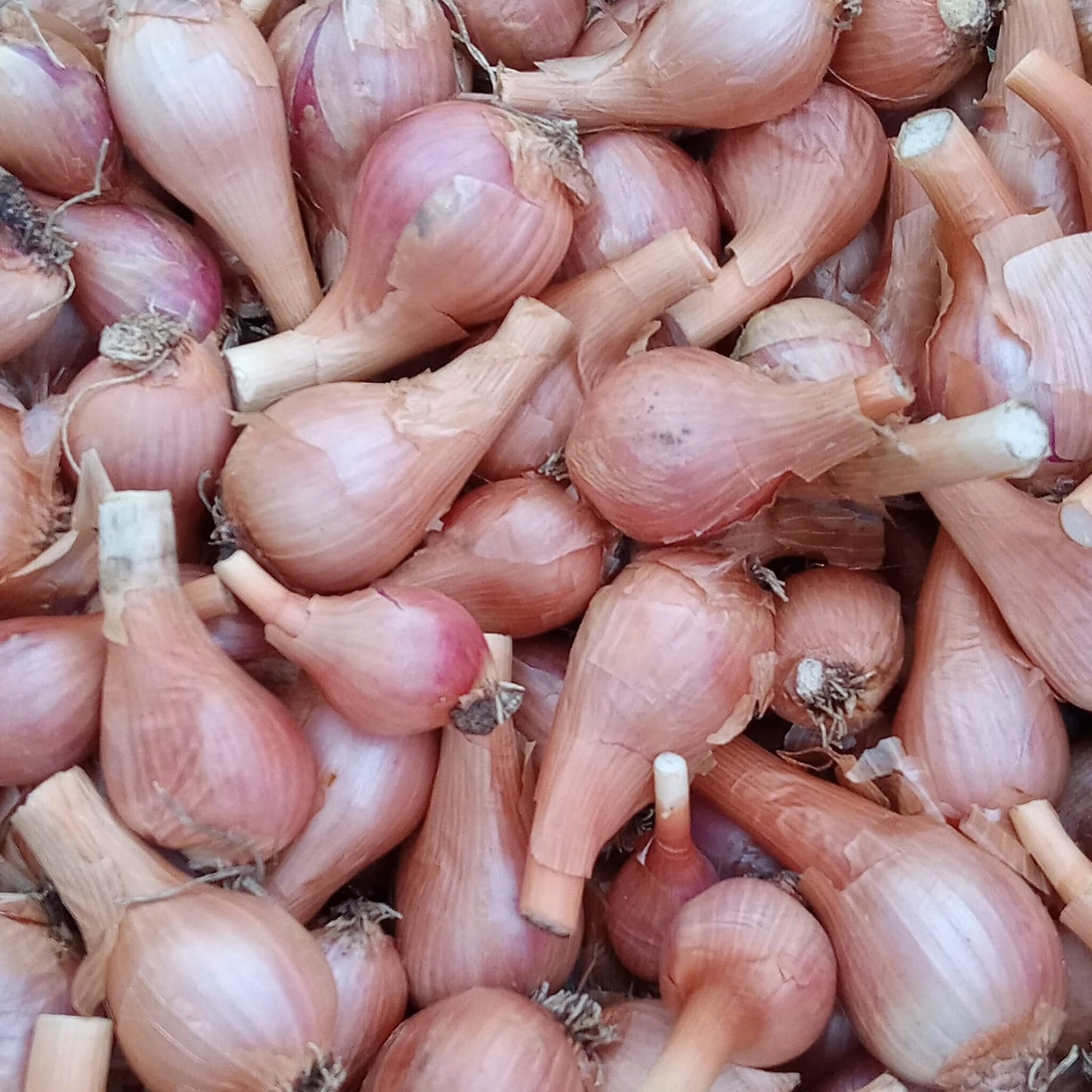 Harvested Red Catawissa walking onion bulbs with tops clipped for storage or replanting