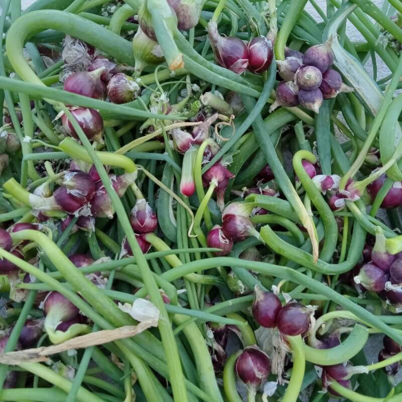 Recently harvested Red Catawissa walking onion top bulbs
