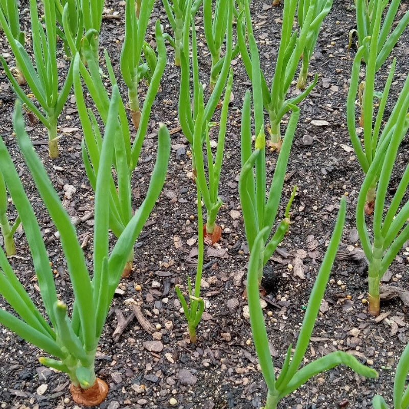 Red Catawissa walking onion new green shoots emerging in summer garden