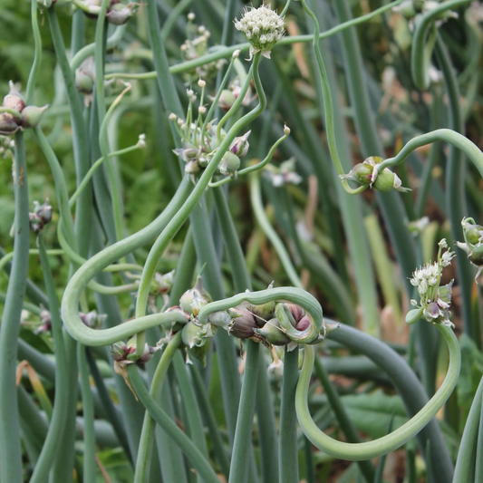 Walking Onions - Red Catawissa