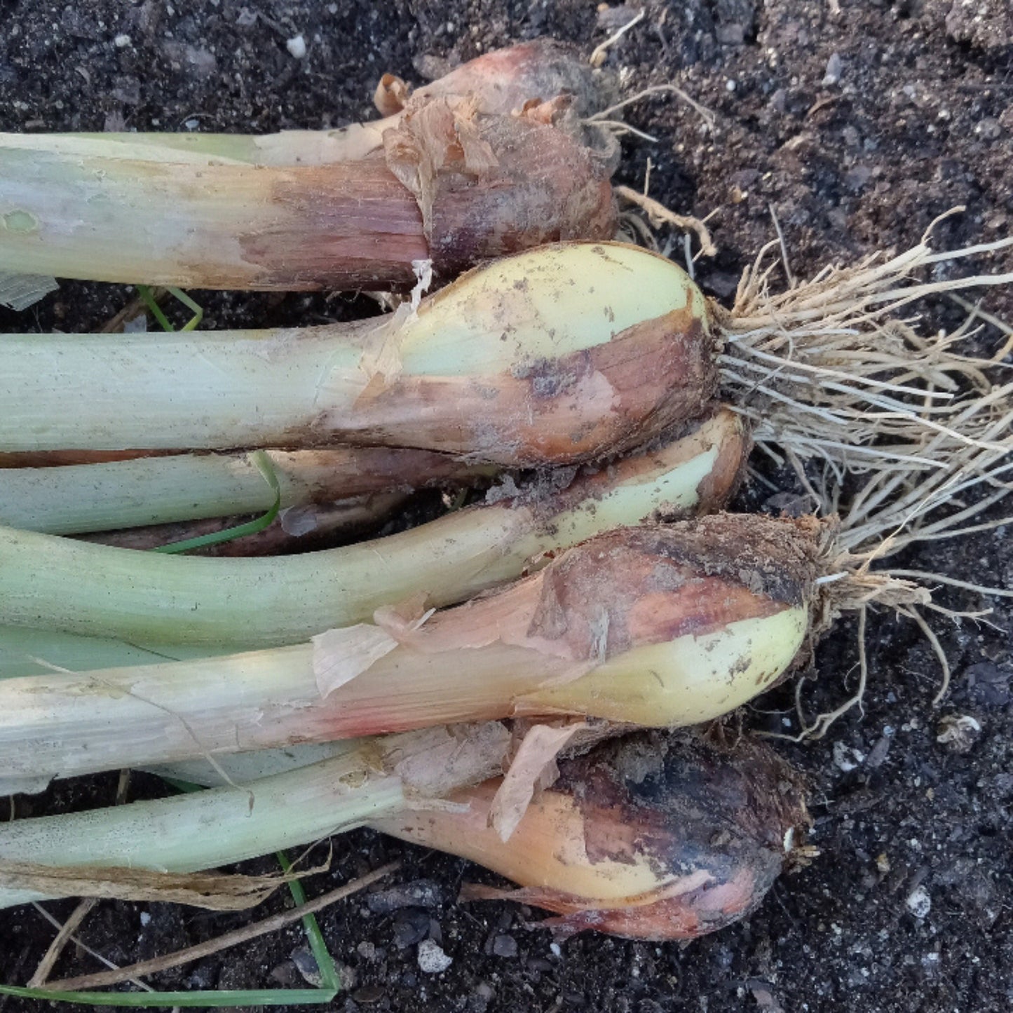 Three recently harvested White Egyptian walking onion bulbs ready to use fresh, dry for storage, or replant