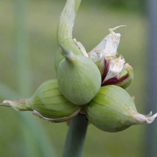 White Egyptian walking onion with underdeveloped green bulbils forming on top of stalk